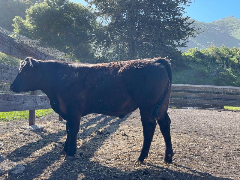 A black steer standing in a sunlit pen.