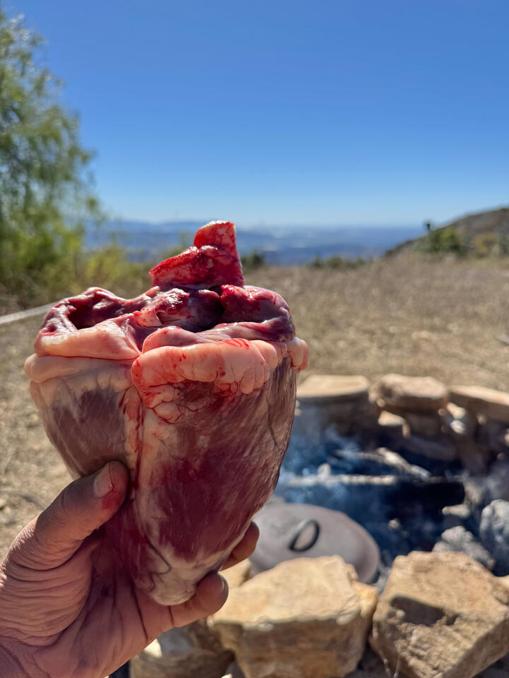 The heart. Such deep respect. This heart would go on to be fed to over 30 people, raw. The story of this cow went far and wide!